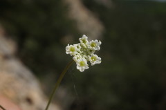Bunium microcarpum