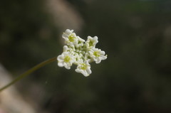 Bunium microcarpum