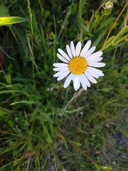 Leucanthemum vulgare
