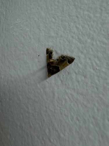 Meal moth