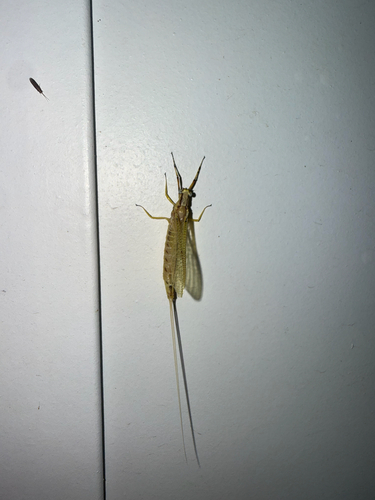 Giant Mayfly