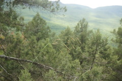 Piptatherum holciforme