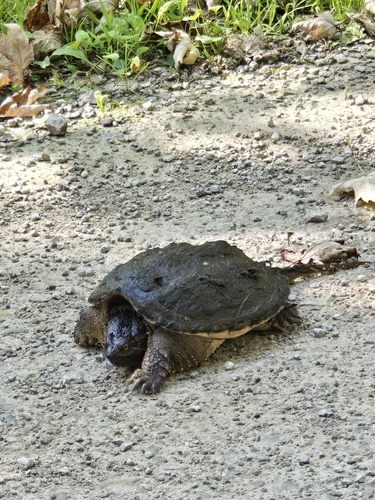 Common Snapping Turtle