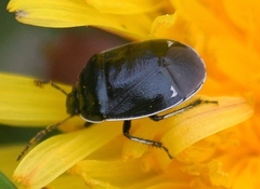 Sehirus cinctus albonotatus
