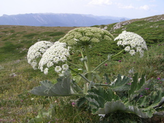 Heracleum stevenii