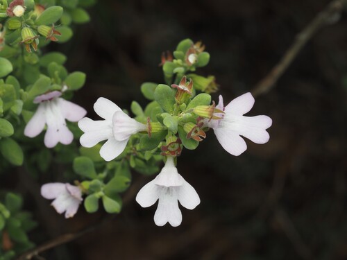 Clinopodium ashei, photograph 3