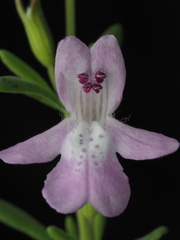 Clinopodium ashei