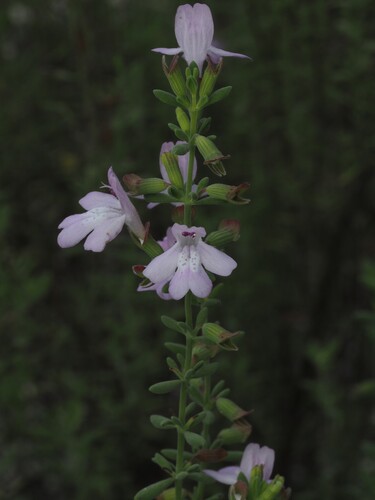 Clinopodium ashei, photograph 2