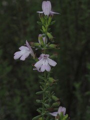 Clinopodium ashei, photograph (c) carter, some rights reserved (CC BY)