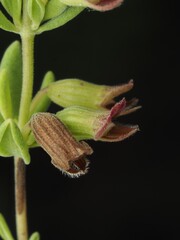 Clinopodium ashei, photograph (c) carter, some rights reserved (CC BY)