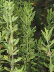Clinopodium ashei, photograph (c) carter, some rights reserved (CC BY)