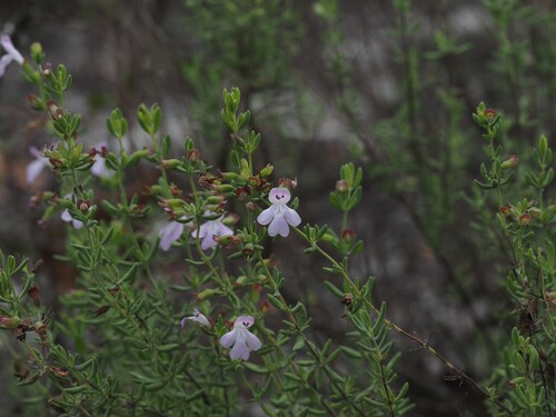 Clinopodium ashei, photograph 6