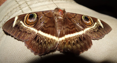 Cyligramma latona