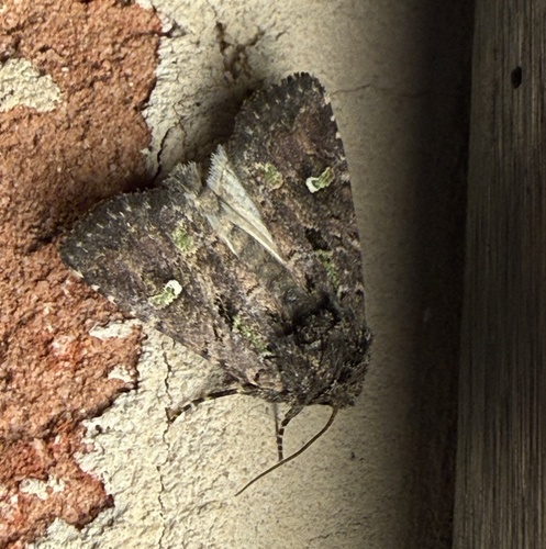 Bristly Cutworm Moth