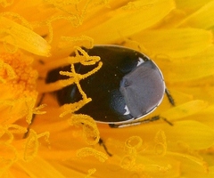 Sehirus cinctus albonotatus