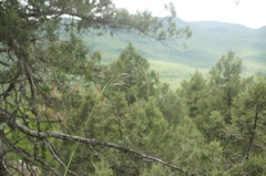 Piptatherum holciforme