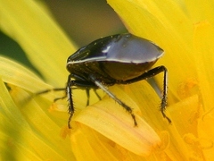 Sehirus cinctus albonotatus