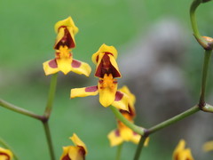 Cyrtochilum densiflorum