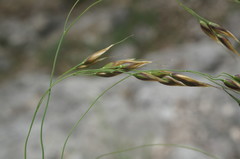 Piptatherum holciforme