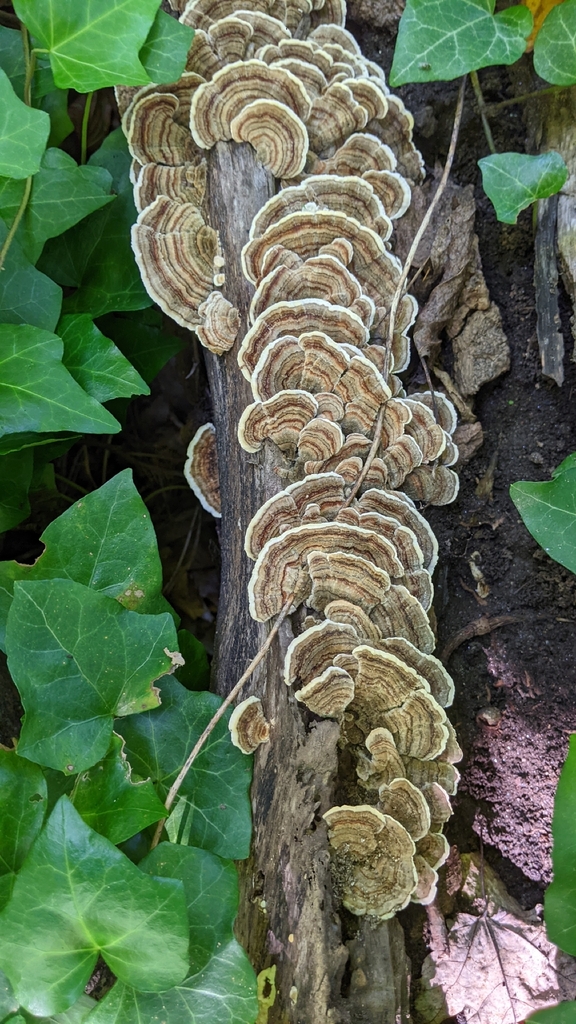 turkey-tail · September 2026 · photo: Photo: (c) Maria Aghazarian, some rights reserved (CC BY) · iNaturalist
