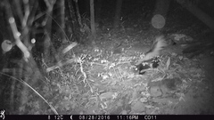 Mephitis mephitis estor