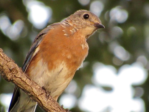 Eastern Bluebird