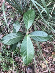 Rhodomyrtus psidioides