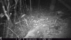 Mephitis mephitis estor