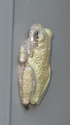 Cope's Gray Tree Frog