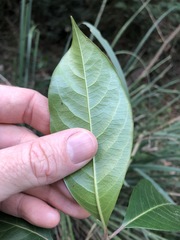 Rhodomyrtus psidioides