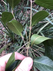 Rhodomyrtus psidioides