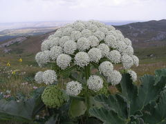 Heracleum stevenii