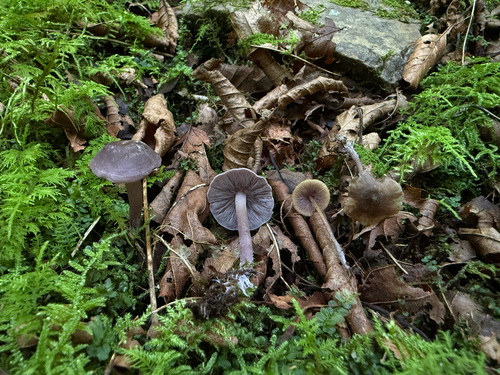 Lavender Baeospora