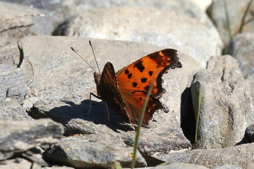 Eastern Comma