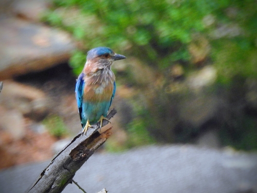 Indian Roller