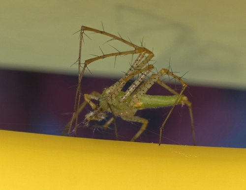 Green Lynx Spider