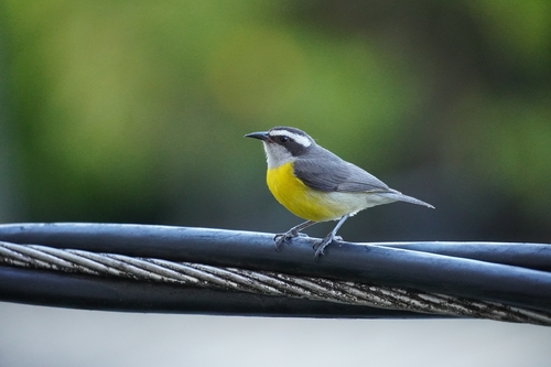 Bananaquit