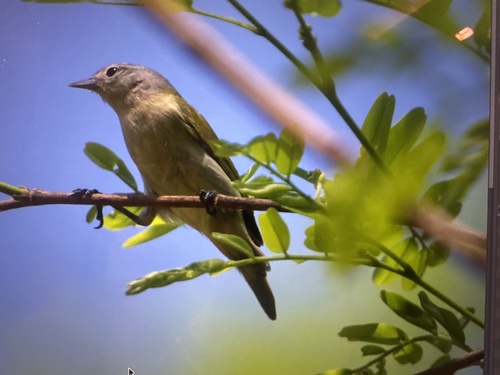 Chestnut-vented Conebill