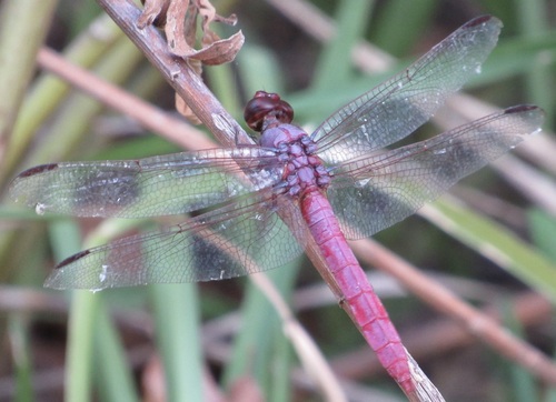 Roseate Skimmer