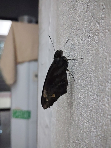 Giant Redeye