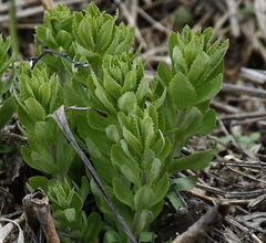 Hylotelephium verticillatum