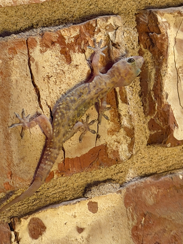Mediterranean House Gecko