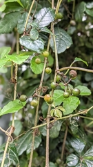 Tetrastigma obtectum