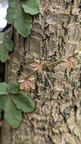 Tetrastigma obtectum, photograph 2