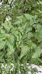 Tetrastigma obtectum, photograph (c) 許文俊, some rights reserved (CC BY-SA)