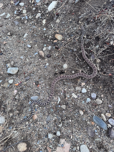 Great Basin Gopher Snake