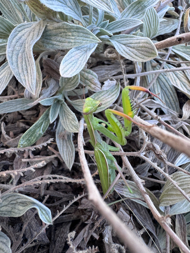 European Mantis