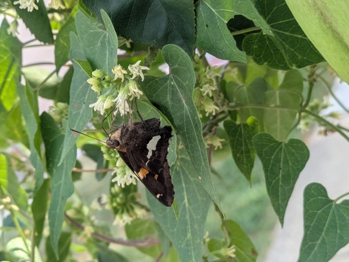 Silver-spotted Skipper