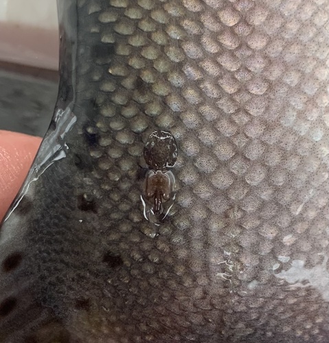 Pacific Salmon Lice
