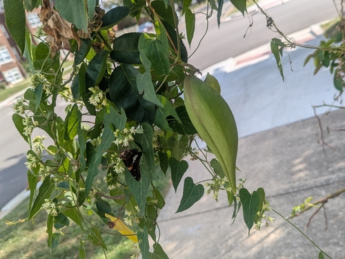 honey-vine climbing milkweed